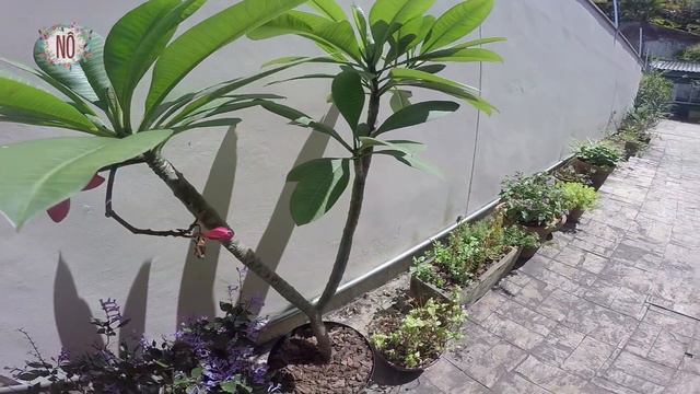 🏡♥ PLANTAS DA MINHA CASA! | Nô Figueiredo смотреть онлайн