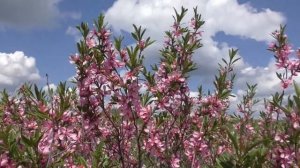 Центрально Черноземный заповедник