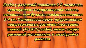 Посадка и уход за морковью
