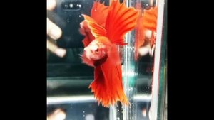 Новинки 1 - Бойцовые рыбки петушки (betta) халф мун (луна)