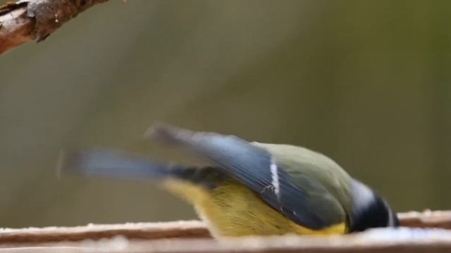 как кушает птица смотреть онлайн