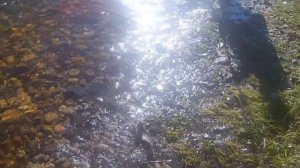 Поездка на рыбалку на Абакан 2017г часть 2