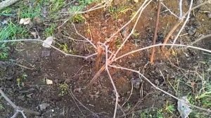 Размножения виноградной лозы прививкой в старый корень