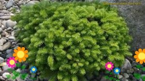 Пихта корейская зеленый ковер. Краткий обзор, описание характеристик abies koreana Green Carpet