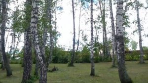 От чего так в России березы шумят.....