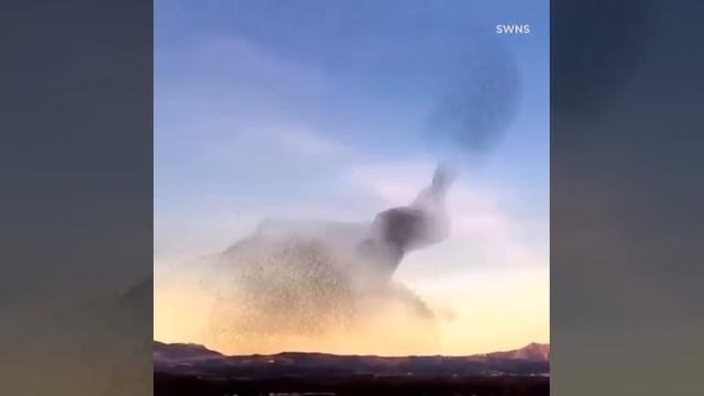 Стаи скворцов в Испании смотреть онлайн