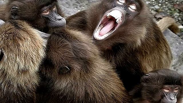 Как спят животные смотреть онлайн