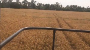 Уборка просо 2020