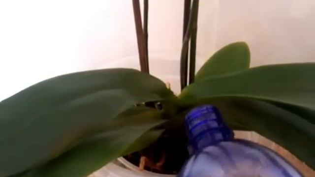 Домашние орхидеи- Натуральное удобрение СУПЕР! смотреть онлайн