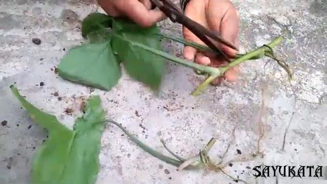 Caladium plant कैसे लगाएं/How to grow Caladium plant/ आसान तरीके से caladium plant कैसे लगाएं 202 смотреть онлайн