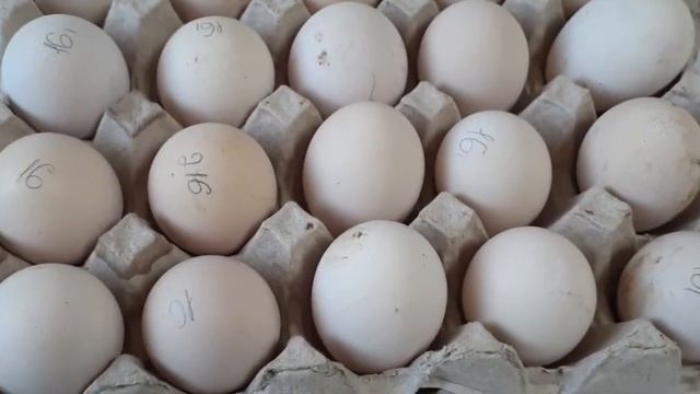 Инкубационное яйцо Фавероль из Генофонда... смотреть онлайн