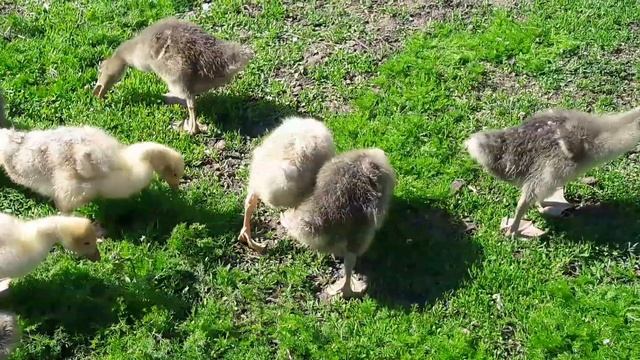 Содержание гусей без водоёмов/Гуси Легард и Серая крупная