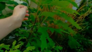 Дуболистная гортензия