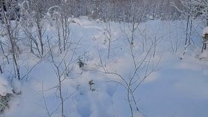 Охота  на лося с карело-финскими лайками!