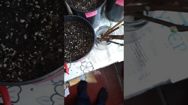 Азимина/Проращивание семян/ Часть 4/ Результат