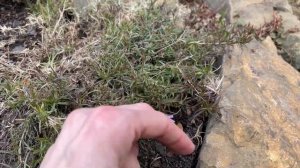 Небольшой обзор АЛЬПИЙСКОЙ ГОРКИ. Основные ОШИБКИ и переделки