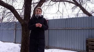 Когда начинать обрезку плодовых деревьев в 2023,