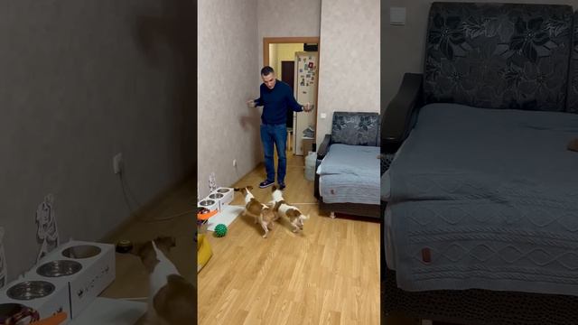 Ты - не ты, когда голоден /ч.1 #джекрасселтерьер #jackrussellterrier