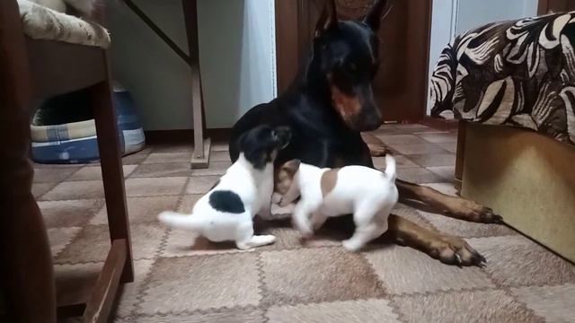 Щенки Джек-Рассел терьера едят добермана! смотреть онлайн