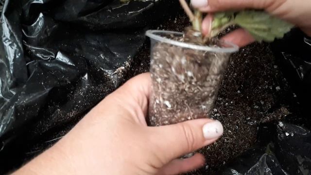 Бегонии беллеконии. Особенности. смотреть онлайн