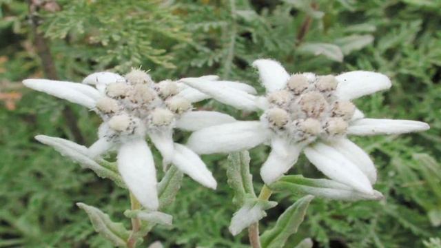 Gardening Tips : Growing Edelweiss Flowers смотреть онлайн