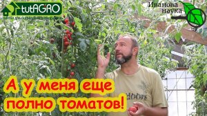А У МЕНЯ ЕЩЁ ПОЛНО ТОМАТОВ! Продленка для томатов: как выращивать томаты до мороза без фитофторы.