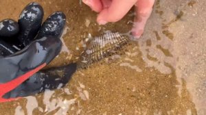 【English sub】小章赶海捡一桶名贵海鲜，海参、巴掌大的海螺、血蛤、章鱼，轻松就爆桶【赶海小章】