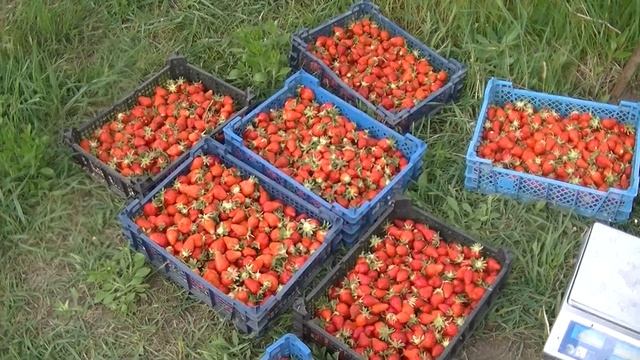 Сбор клубники 6 мая Джоли и Клери. Чем кормить при созревании клубнику.