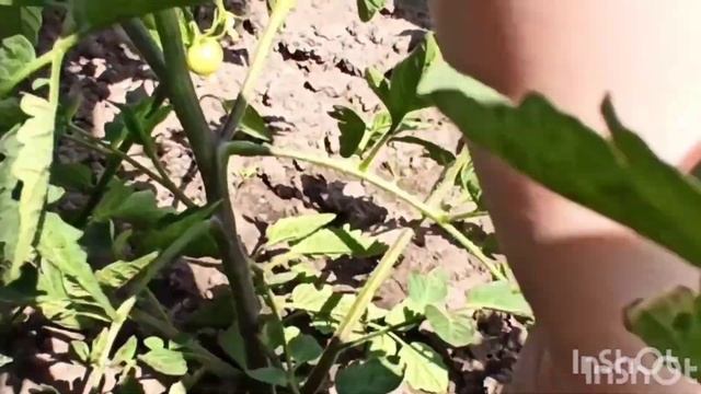 Моя рассада огурцов и помидоров удаление пасынков на помидорах полив огурцов !!! смотреть онлайн