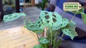 Маранта Фиеста - обзор сорта | В чем отличие сортов. Как правильно ухаживать за марантой.