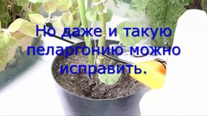 Как ухаживать за пеларгонией. Комнатные растения. ?.