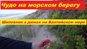 Чудо шиповник на Балтийском море.