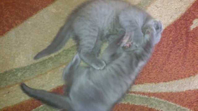 Шотландские котята играют смотреть онлайн