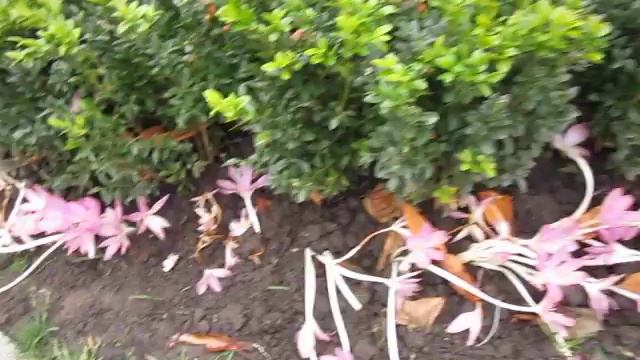 Безвременник - чудо осени! Эфемероид! смотреть онлайн