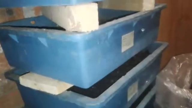 Пересадка дендробены в новый субстрат смотреть онлайн