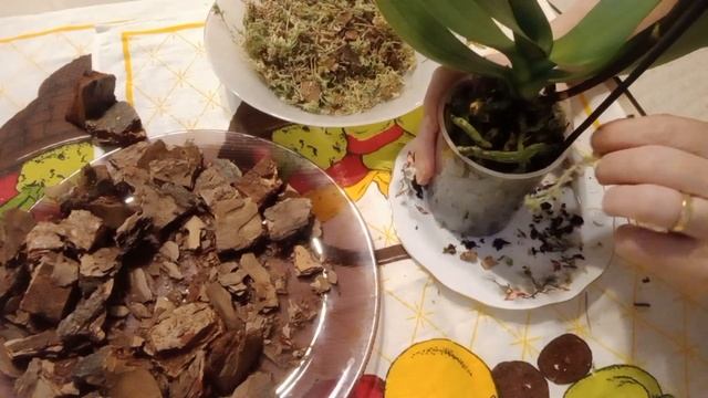 Очень красивая Миди Орхидея.удаляю торфяной стаканчик и пересадиваю в новый ....... смотреть онлайн