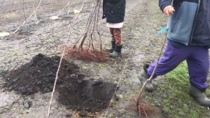 Садим сливу по методу UFO