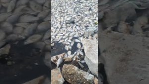 озеро ирдяги