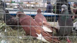 #ярмаркаголубей#голуби#pigeon#loft ЯРМАРКА ГОЛУБЕЙ. Москва.24.10.20