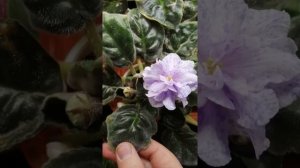 Цветение фиалки "Морская принцесса"