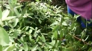 Уход и обрезка жимолости