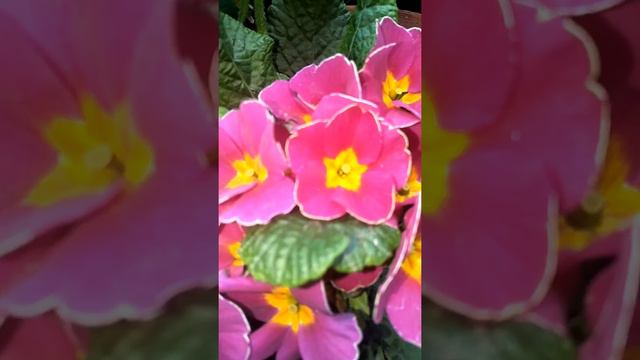 Primula flowering plant,s.......nature touch...... смотреть онлайн