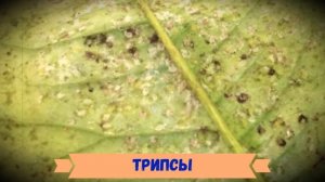 Традесканция: вредители и болезни