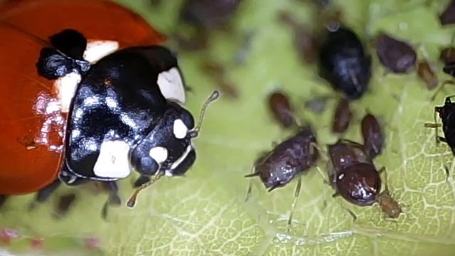 Почему божьи коровки являются предзнаменованием удачи?