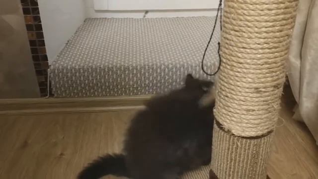 Черный персидский котенок Calypso осваивается в новом доме.Персидский котенок Calipso