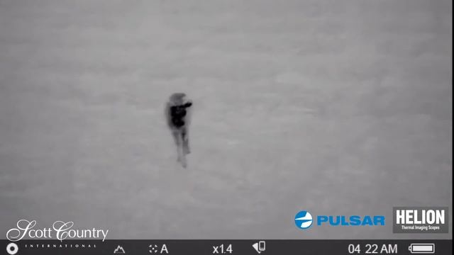 Pulsar Helion Available NOW at Scott Country International смотреть онлайн