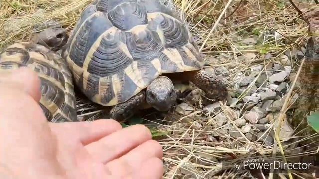 Черепахи в домашних условиях, смешные и ручные? смотреть онлайн