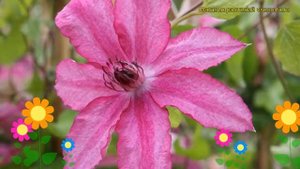 Клематис гибридный Барбара Дибли. Краткий обзор, описание характеристик clematis Barbara Dibley