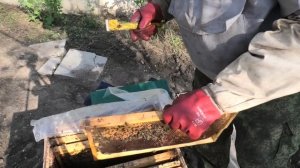 Замена маток на весеннем развитии.