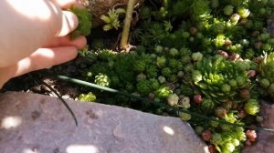 Удивительное растение! Молодило! Садовый суккулент! Как размножать? И его цветение!